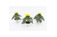 Helianthus annuus sunsation stadium 3 