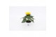 Helianthus annuus sunsation stadium 3 