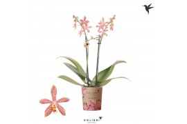 Phalaenopsis multiflora oranje Kolibri Orchids - Spider - 2 tak, 16+