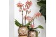 Phalaenopsis multiflora oranje Kolibri Orchids - Spider - 2 tak, 16+ 