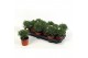 Argyranthemum frutescens 13 cm diameter 