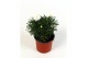 Argyranthemum frutescens 13 cm diameter 