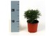 Argyranthemum frutescens 13 cm diameter 