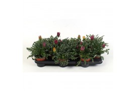 Gazania mix Gazania gemengd