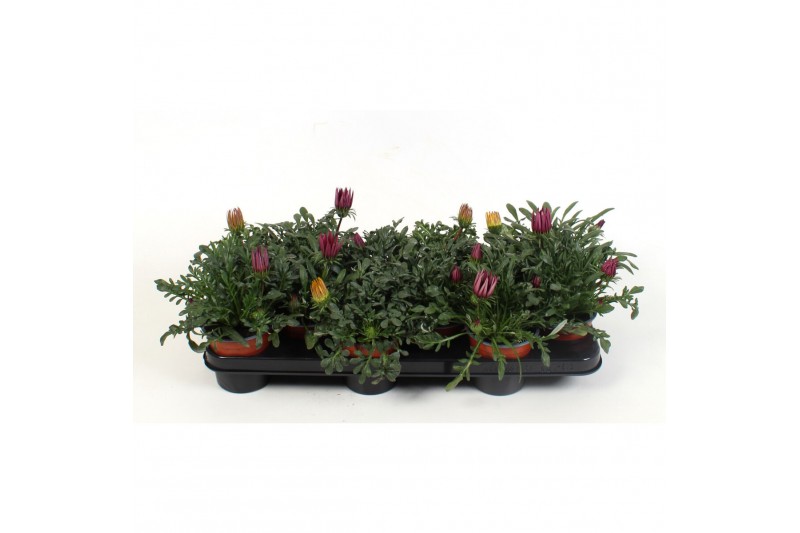 Gazania mix Gazania gemengd 