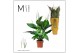 Spathiphyllum sweet ricardo 5+ bloem - Concorde hoes 