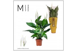 Spathiphyllum sweet ricardo 5+ bloem - Concorde hoes