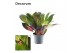 Codiaeum variegatum mrs iceton kopstek decorum 
