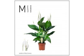 Spathiphyllum sweet ricardo 5+ bloem - Zonder hoes + Concorde etiket