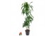Dracaena fragr. hawaiian sunshine 90-60-30 