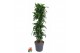 Dracaena fragr. compacta dorado vertakt 