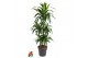 Dracaena fragr. janet craig 90-carrousel 