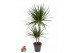 Dracaena marginata 45-15 
