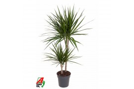 Dracaena marginata 45-15
