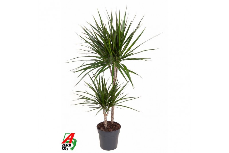 Dracaena marginata 45-15 