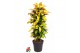 Codiaeum variegatum mrs iceton vertakt 