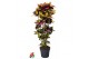 Codiaeum variegatum mrs iceton vertakt 