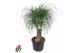 Beaucarnea recurvata Vertakt 
