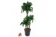 Dracaena fragrans tatuade 60-30-15 