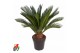 Cycas revoluta 