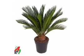 Cycas revoluta