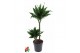 Dracaena fragr. compacta green jewel 45-15 