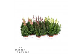 Antirrhinum majus mix