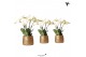 Phalaenopsis wit Kolibri Orchids Ghent 4 tak in Groove pot gold 
