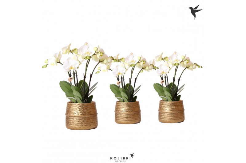Phalaenopsis wit Kolibri Orchids Ghent 4 tak in Groove pot gold Phalaenopsis wit Kolibri Orchids Ghent 4 tak in Groove pot gold