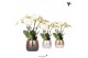 Phalaenopsis anthura madrid 4 tak ghent in elite pot mix kolibri orchi 