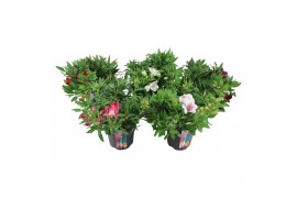 Alstroemeria inticancha mixkar 3 kleuren - Mixkar