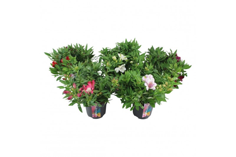 Alstroemeria inticancha mixkar 3 kleuren - Mixkar Alstroemeria inticancha mixkar 3 kleuren - Mixkar