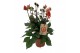 Dahlia (miscellaneous grp) gardenetta peac Dahlia Gardenetta Peach 