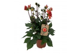 Dahlia (miscellaneous grp) gardenetta peac Dahlia Gardenetta Peach
