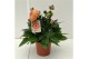 Dahlia (miscellaneous grp) gardenetta peac Dahlia Gardenetta Peach 