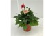 Dahlia (miscellaneous grp) gardenetta peac Dahlia Gardenetta Peach 