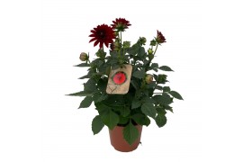 Dahlia dalina maxi topia