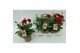 Dahlia dalina maxi topia 