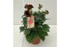 Dahlia dalina maxi topia 
