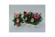 Dahlia hypnotica mix Dahlia Gemengd 