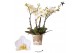 Phalaenopsis multiflora anthura lausanne Kolibri Orchids Blossom 4 tak 