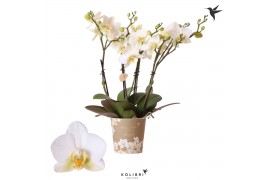 Phalaenopsis multiflora anthura lausanne Kolibri Orchids Blossom 4 tak