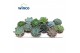 Echeveria mix 10 soorten 