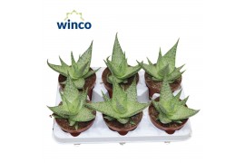 Aloe mist