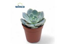Echeveria Grey Prince