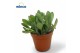 Crassula Rusby 