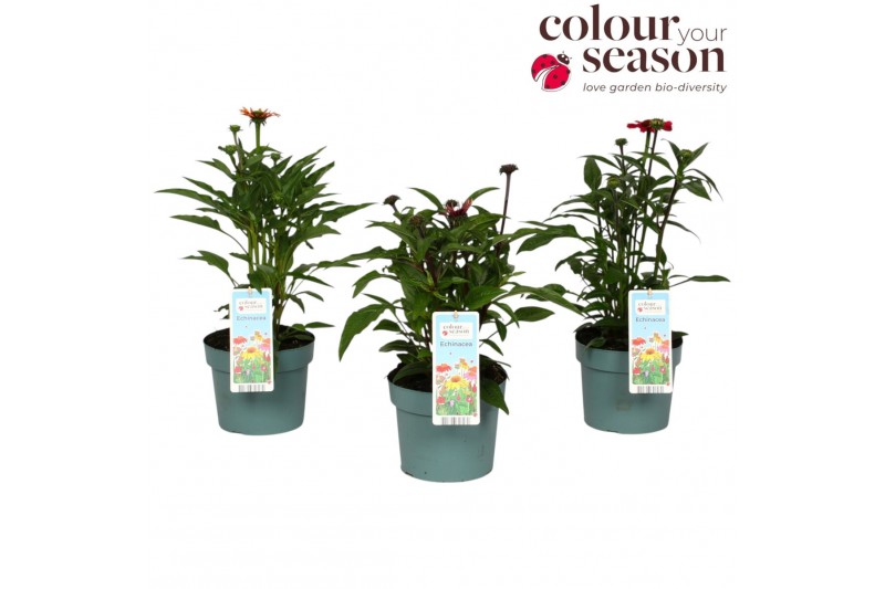 Echinacea purpurea 