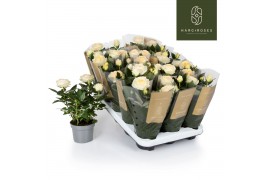 Rosa belami kordana grande champagne