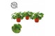 Pilea peperomioides 