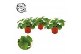 Pilea peperomioides